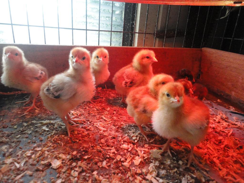 Willow Court Farm The Lodge & Petting Farm, 8 Mins From Legoland & Windsor, 15 Mins From Lapland Uk Εξωτερικό φωτογραφία