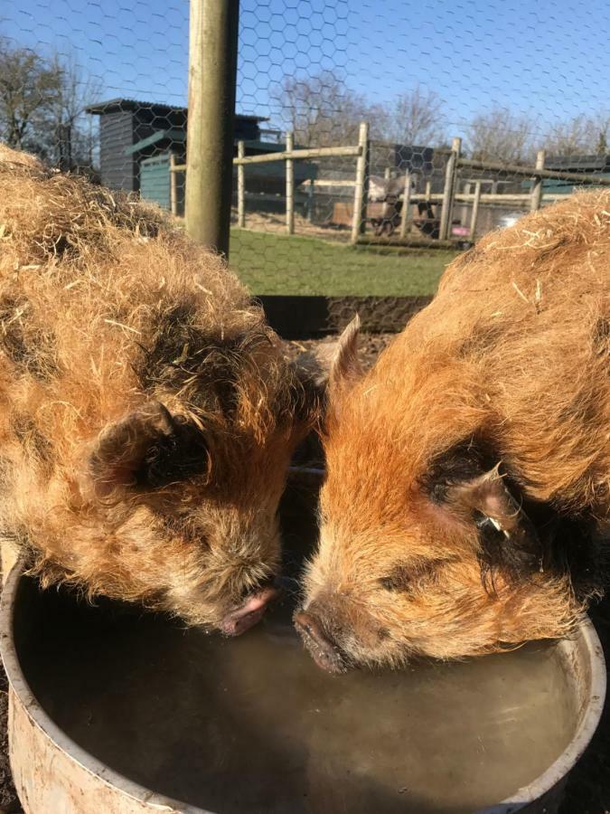 Willow Court Farm The Lodge & Petting Farm, 8 Mins From Legoland & Windsor, 15 Mins From Lapland Uk Εξωτερικό φωτογραφία