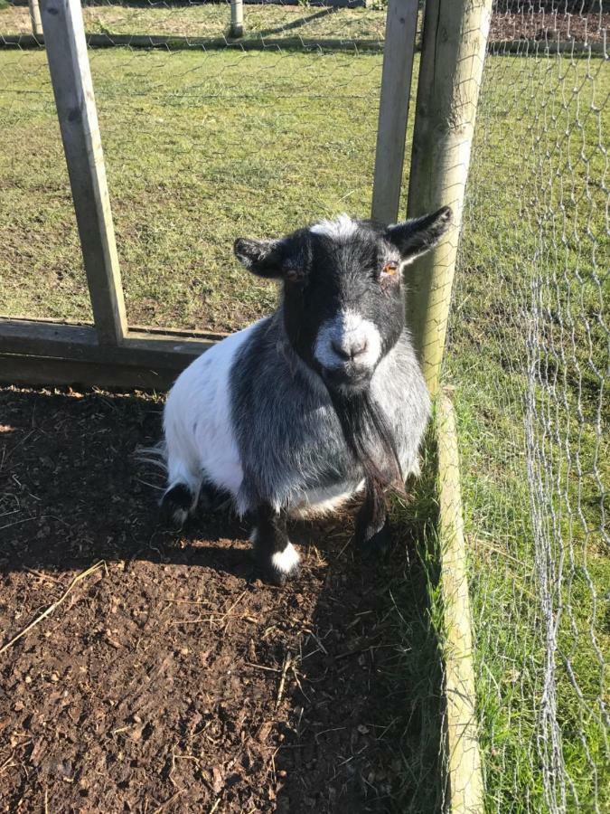Willow Court Farm The Lodge & Petting Farm, 8 Mins From Legoland & Windsor, 15 Mins From Lapland Uk Εξωτερικό φωτογραφία