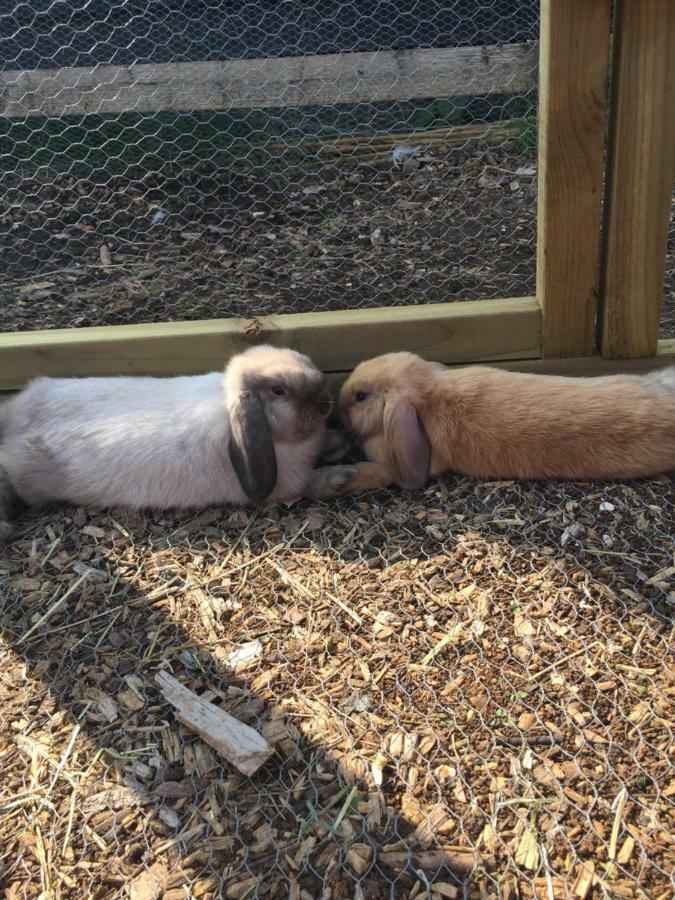Willow Court Farm The Lodge & Petting Farm, 8 Mins From Legoland & Windsor, 15 Mins From Lapland Uk Εξωτερικό φωτογραφία